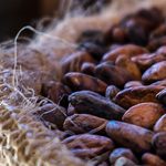hashgraph-group-merck-pwc-pilot-cocoa-traceability-solution