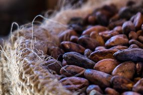 hashgraph-group-merck-pwc-pilot-cocoa-traceability-solution